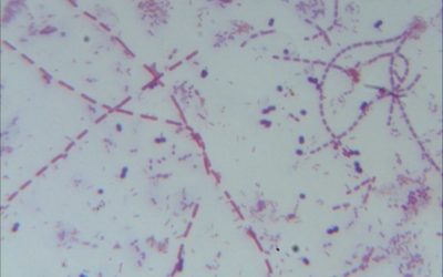 REMOCIÓN DE HIERRO Y MANGANESO MEDIANTE BIOFILTRACIÓN.