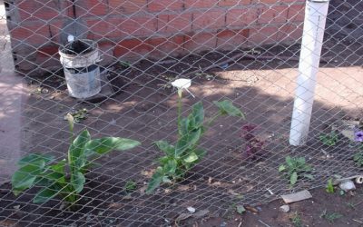 JARDINES DE AGUAS GRISES